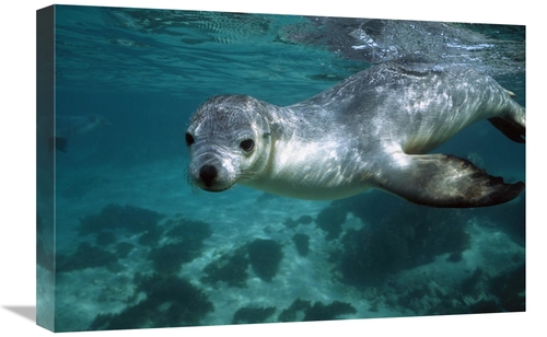 Global Gallery GCS-397718-1624-142 16 x 24 in. Australian Sea Lion Und