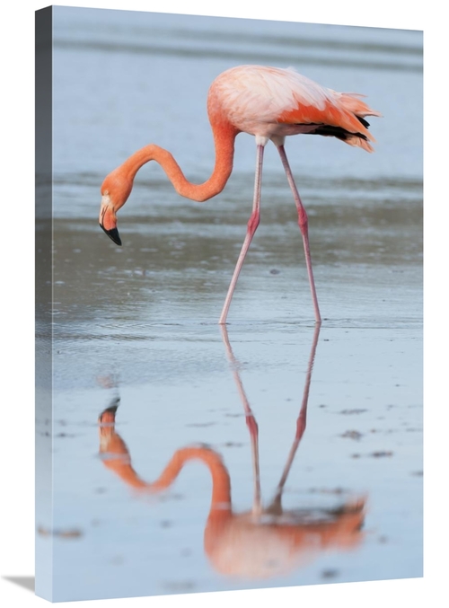 Global Gallery GCS-395613-2030-142 20 x 30 in. Greater Flamingo Foragi