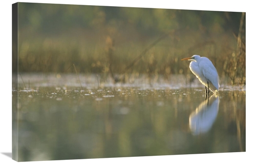 Global Gallery GCS-396405-2436-142 24 x 36 in. Great Egret Backlit in 