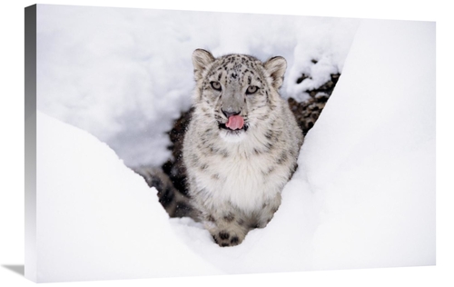 Global Gallery GCS-396034-2030-142 20 x 30 in. Snow Leopard Adult Port