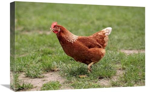 16 x 24 in. Domestic Chicken, Free Range Hen, Walking in Grass