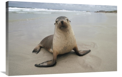 Global Gallery GCS-452904-2436-142 24 x 36 in. Australian Sea Lion Por