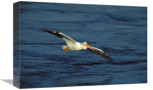 Global Gallery GCS-453323-1218-142 12 x 18 in. American White Pelican 