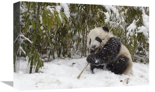 Global Gallery GCS-395894-1218-142 12 x 18 in. Giant Panda Cub Eating 
