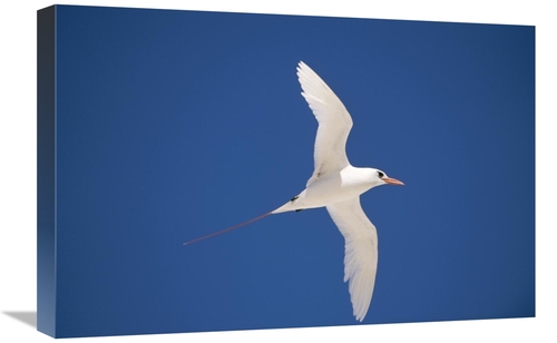 16 x 24 in. Red-Tailed Tropicbird Flying, Midway Atoll, Hawaii