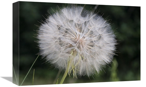 Global Gallery GCS-395453-1218-142 12 x 18 in. Dandelion Seed Head&#44