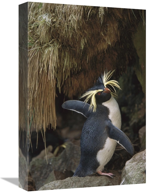 Global Gallery GCS-451810-1218-142 12 x 18 in. Rockhopper Penguin Spre