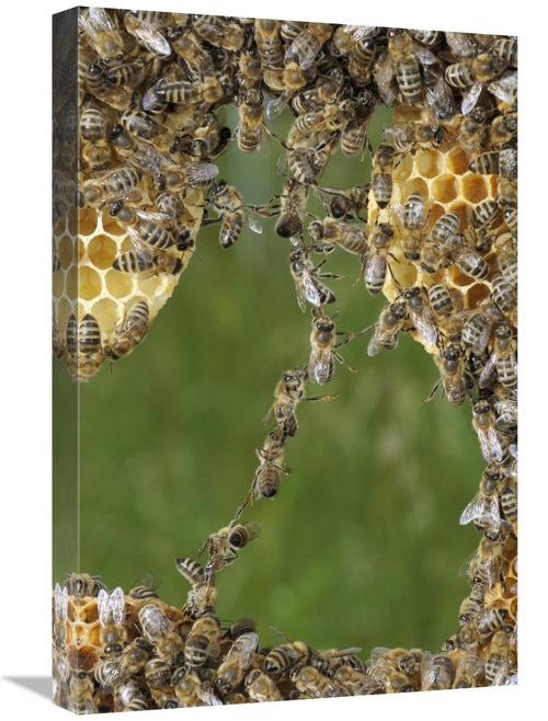 Global Gallery GCS-453386-1624-142 16 x 24 in. Honey Bee Chains Made t