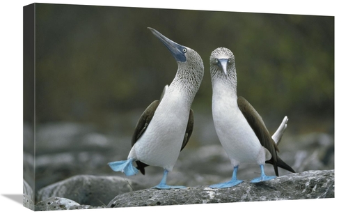 Global Gallery GCS-395587-1624-142 16 x 24 in. Blue-Footed Boobies in 