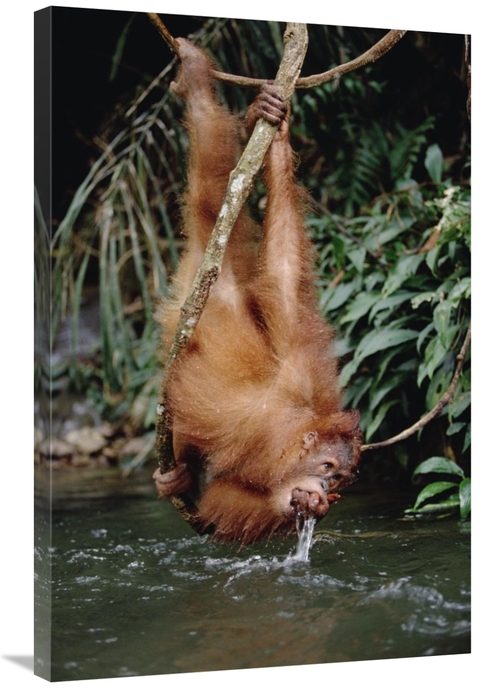 Global Gallery GCS-452480-2436-142 24 x 36 in. Orangutan Drinking From