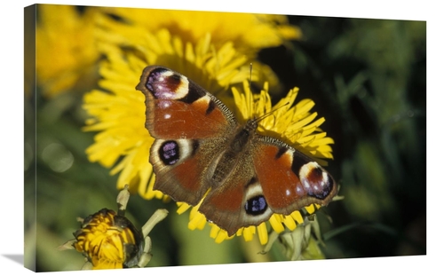 Global Gallery GCS-452405-2030-142 20 x 30 in. Peacock Butterfly on Da