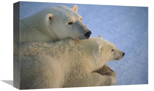 Global Gallery GCS-450942-1218-142 12 x 18 in. Polar Bear & Cub At Daw