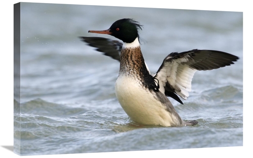 Global Gallery GCS-398232-2030-142 20 x 30 in. Red-Breasted Merganser 