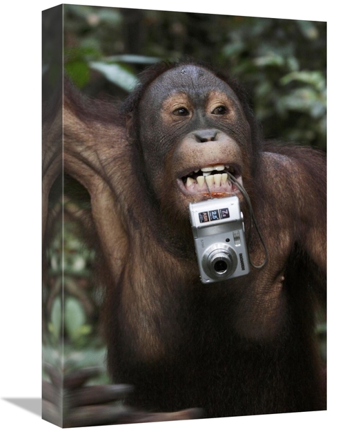 Global Gallery GCS-397712-1218-142 12 x 18 in. Orangutan with Tourists