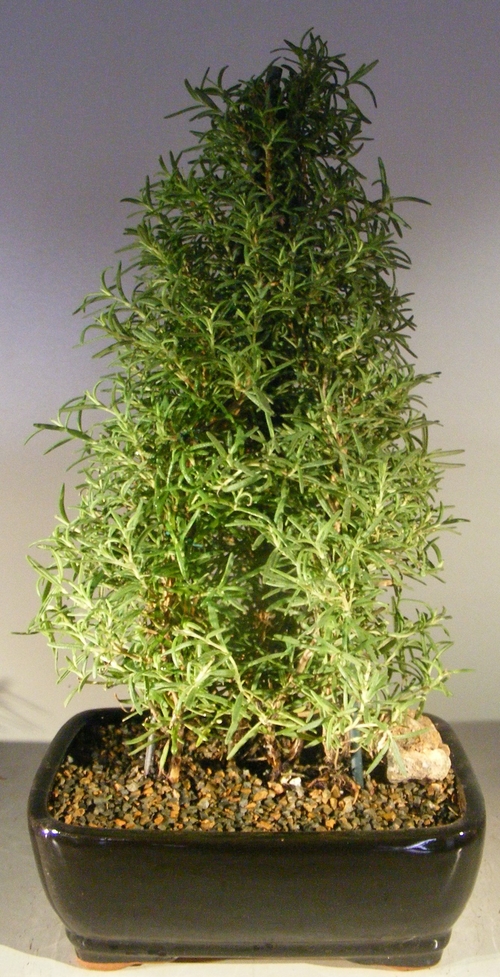 Flowering Rosemary Bonsai tree(rosmarinus officinalis)