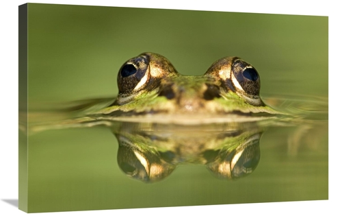 Global Gallery GCS-395295-2030-142 20 x 30 in. Edible Frog with Reflec