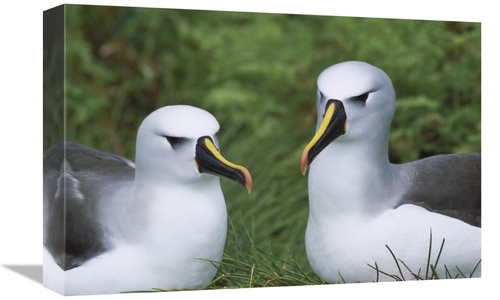 Global Gallery GCS-451787-1218-142 12 x 18 in. Yellow-Nosed Albatross 