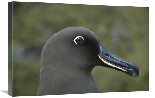 Global Gallery GCS-451801-2030-142 20 x 30 in. Sooty Albatross, Go