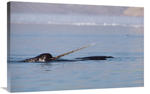 Global Gallery GCS-450595-2436-142 24 x 36 in. Narwhal Male Surfacing&