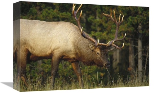 Global Gallery GCS-451991-1218-142 12 x 18 in. Elk Grazing, North 