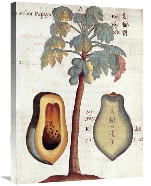 Global Gallery GCS-267767-30-142 30 in. Papaya Tree Art Print - Michae