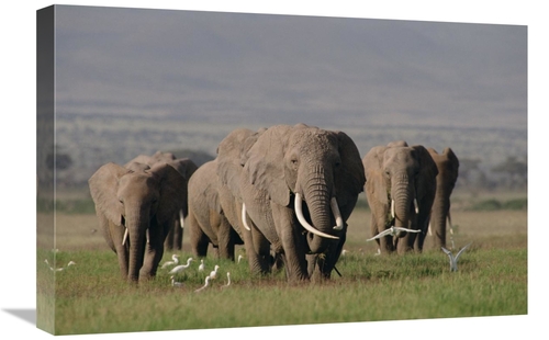 Global Gallery GCS-452821-1624-142 16 x 24 in. African Elephant Matria