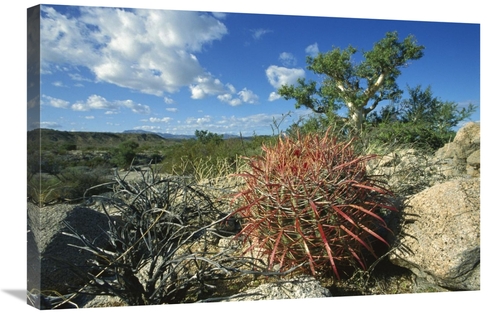 Global Gallery GCS-451708-2030-142 20 x 30 in. Barrel Cactus Growing A