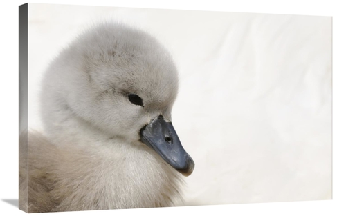 Global Gallery GCS-398173-2030-142 20 x 30 in. Mute Swan Cygnet, H