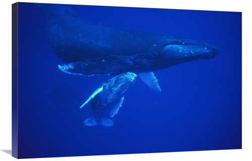 Global Gallery GCS-450789-2436-142 24 x 36 in. Humpback Whale Cow & Ca