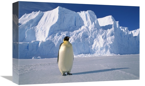 Global Gallery GCS-453118-1218-142 12 x 18 in. Emperor Penguin, Au