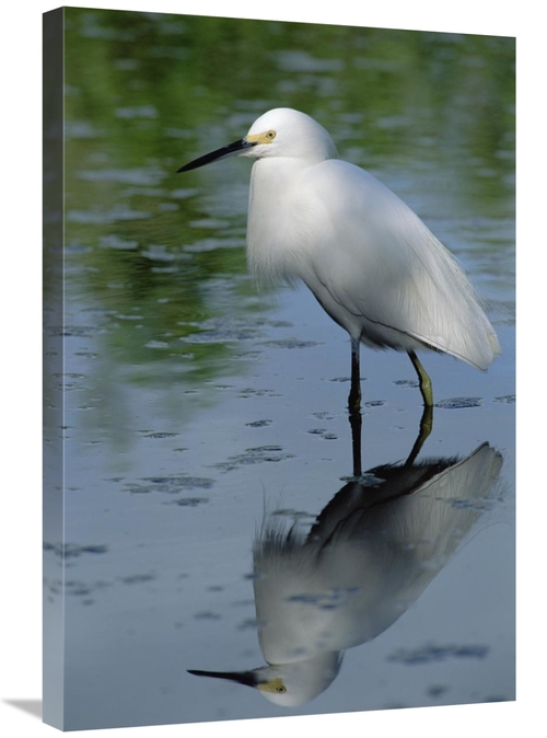 Global Gallery GCS-450954-2030-142 20 x 30 in. Snowy Egret Wading Thro