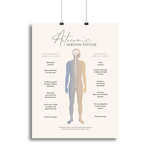 Autonomic Nervous System Canvas Print or Poster