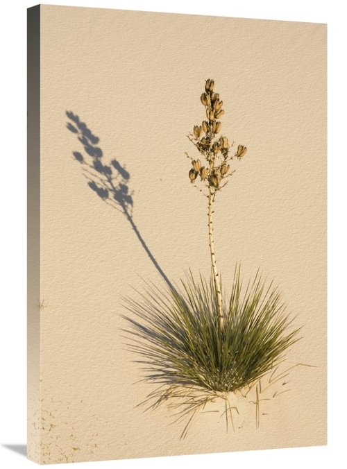 Global Gallery GCS-452611-2030-142 20 x 30 in. Soaptree Yucca in Gypsu