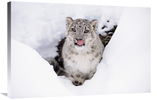 24 x 36 in. Snow Leopard Adult Portrait in Snow Art Print - Tim Fitzha