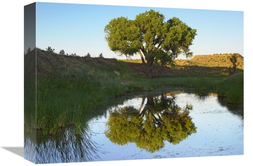 Global Gallery GCS-396579-1216-142 12 x 16 in. Tree Reflecting in Cree