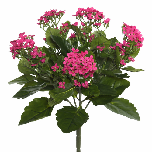 17.25 in. Kalanchoe Bush, Hot Pink