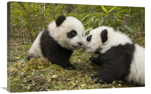 Global Gallery GCS-395896-2436-142 24 x 36 in. Giant Panda Two Cubs To