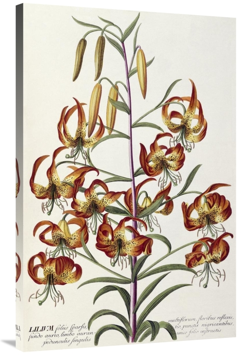 Global Gallery GCS-267957-40-142 40 in. Lilium - Plantae Selectae Art 