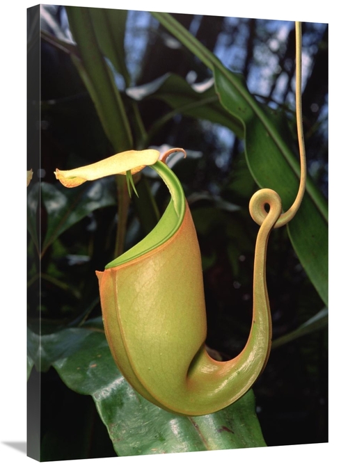 Global Gallery GCS-451010-2030-142 20 x 30 in. Pitcher Plant Traps,