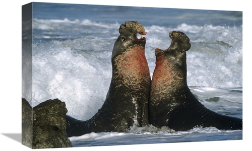 Global Gallery GCS-396459-1218-142 12 x 18 in. Northern Elephant Seal 