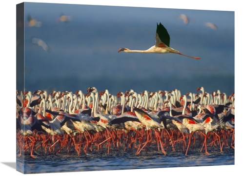 Global Gallery GCS-396411-2024-142 20 x 24 in. Lesser Flamingo Flying 