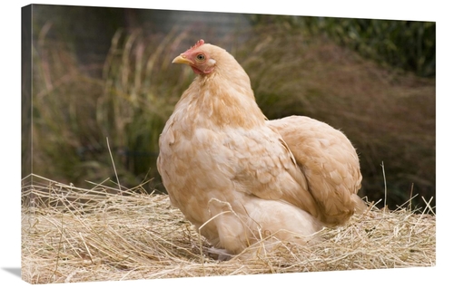 Global Gallery GCS-397443-2436-142 24 x 36 in. Domestic Chicken, L