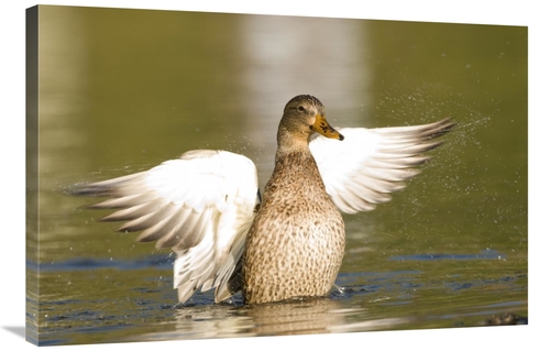 Global Gallery GCS-397394-2436-142 24 x 36 in. Mallard Female Stretchi