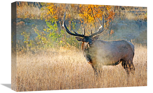 Global Gallery GCS-486547-22-142 22 in. Bull Elk Steamer Art Print - V