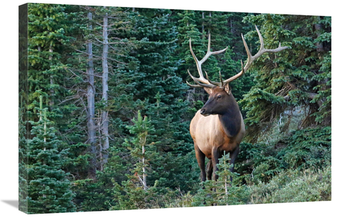 Global Gallery GCS-486474-30-142 30 in. The Forest Dweller Art Print -