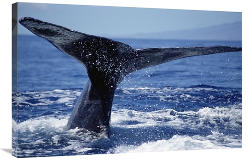 Global Gallery GCS-451034-2436-142 24 x 36 in. Humpback Whale Whale Ta