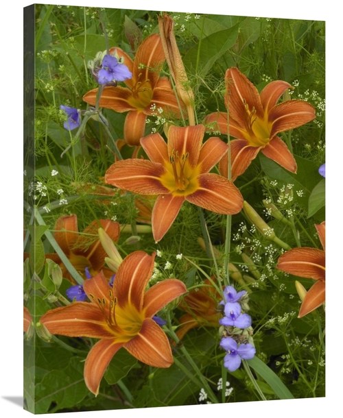 Global Gallery GCS-396416-2432-142 24 x 32 in. Orange Daylily with Vir
