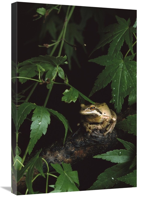 Global Gallery GCS-452731-2030-142 20 x 30 in. Pacific Tree Frog, 