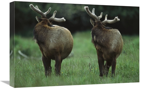 Global Gallery GCS-396639-1624-142 16 x 24 in. Elk Pair Looking Behind