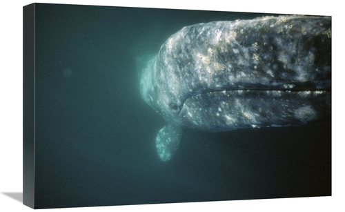 Global Gallery GCS-451694-1624-142 16 x 24 in. Gray Whale Curious Adul